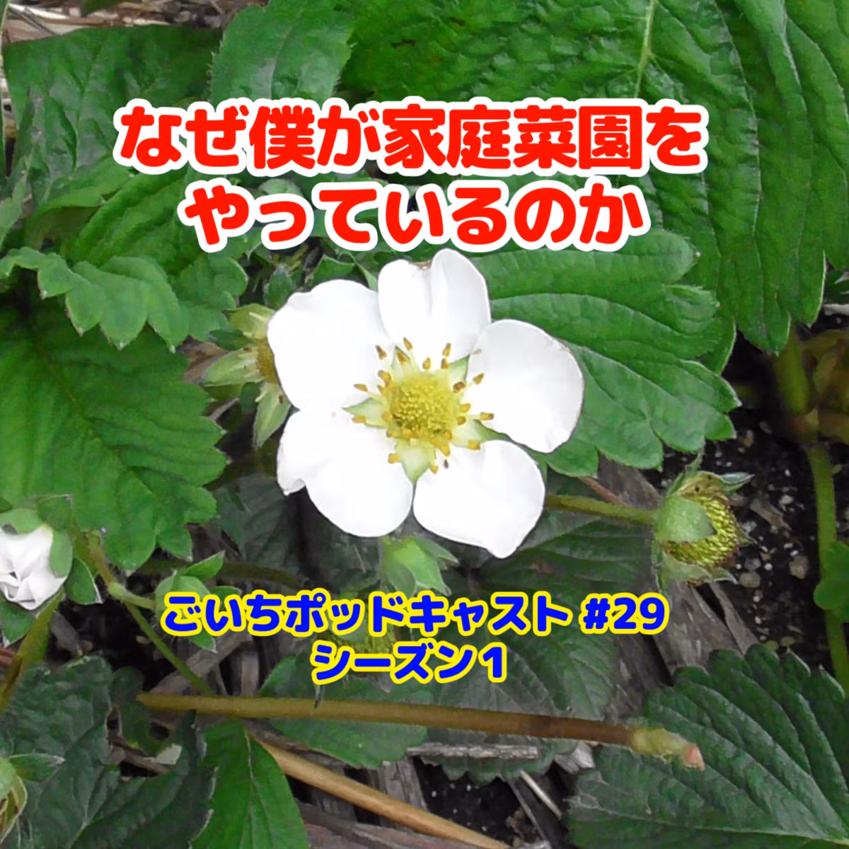 なぜ僕が家庭菜園をやっているのか#29｜家庭菜園がおもしろい シーズン１