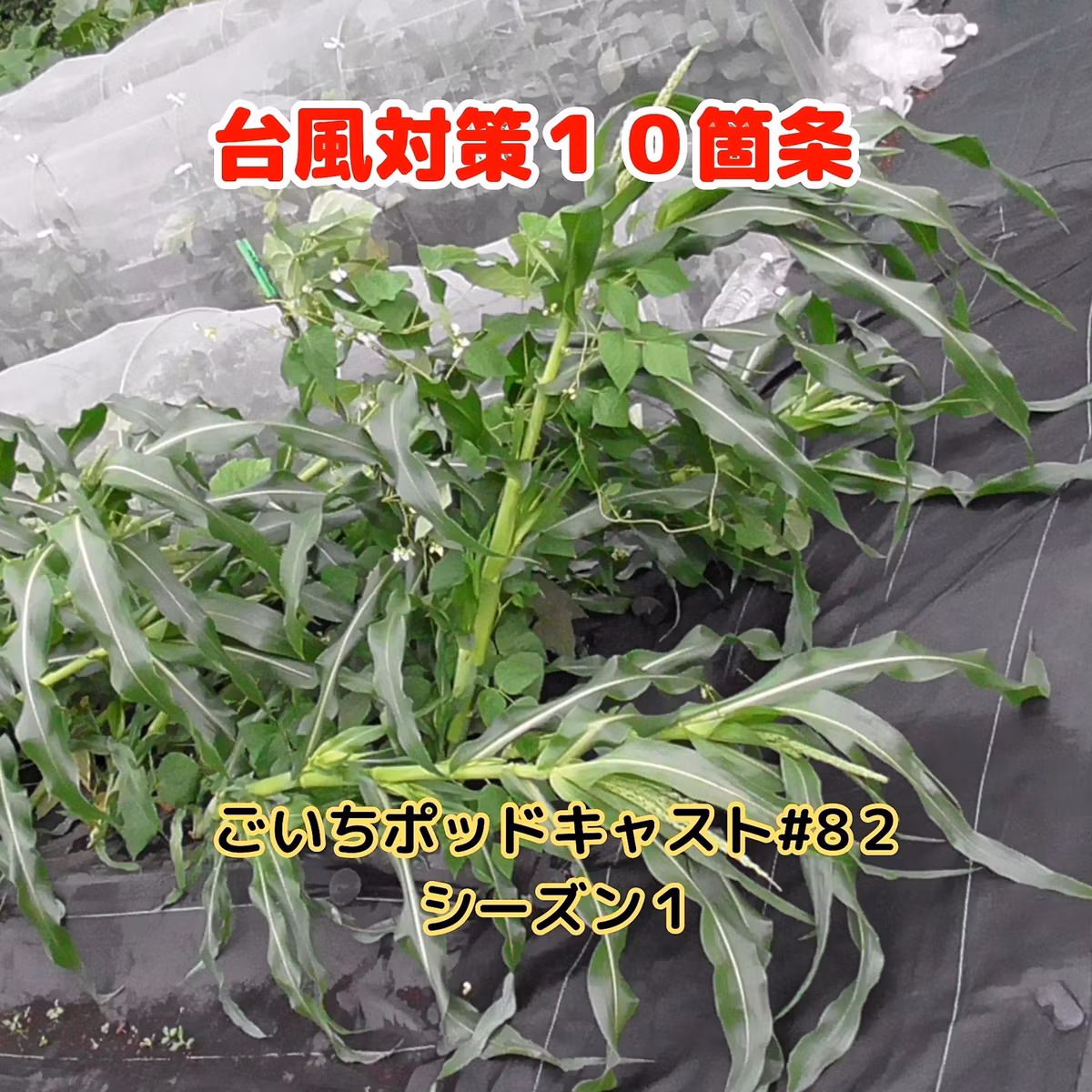 台風対策１０箇条　意外だった台風２号の影響#82｜ごいち 家庭菜園がおもしろい シーズン１｜10 typhoon countermeasures The unexpected impact of Typhoon No. 2 #podcast