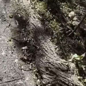 　【質問】なぜ、縁石に沿って根が伸びているの？
