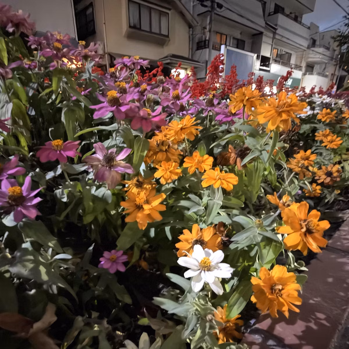 PHPまつり