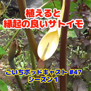 縁起の良いサトイモ#47｜ごいち 家庭菜園がおもしろい シーズン１