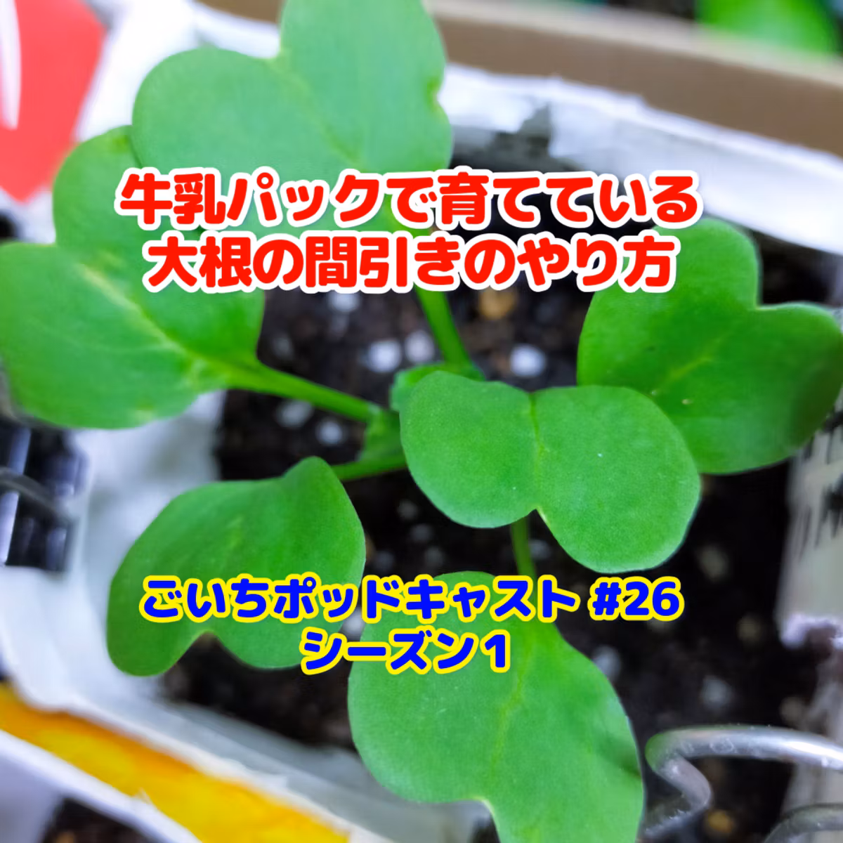 牛乳パックで育てている大根の間引きのやり方#26｜家庭菜園がおもしろい シーズン１