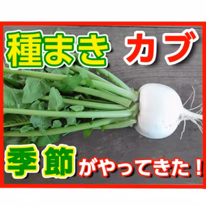 カブの種まき時期がやってきた【家庭菜園ポッドキャスト】