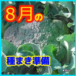 ８月の種まき準備#35｜ごいち 家庭菜園がおもしろい シーズン２｜Preparing for sowing in August #podcast