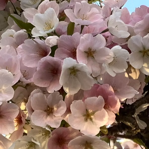 春の断捨離まつり🌸
