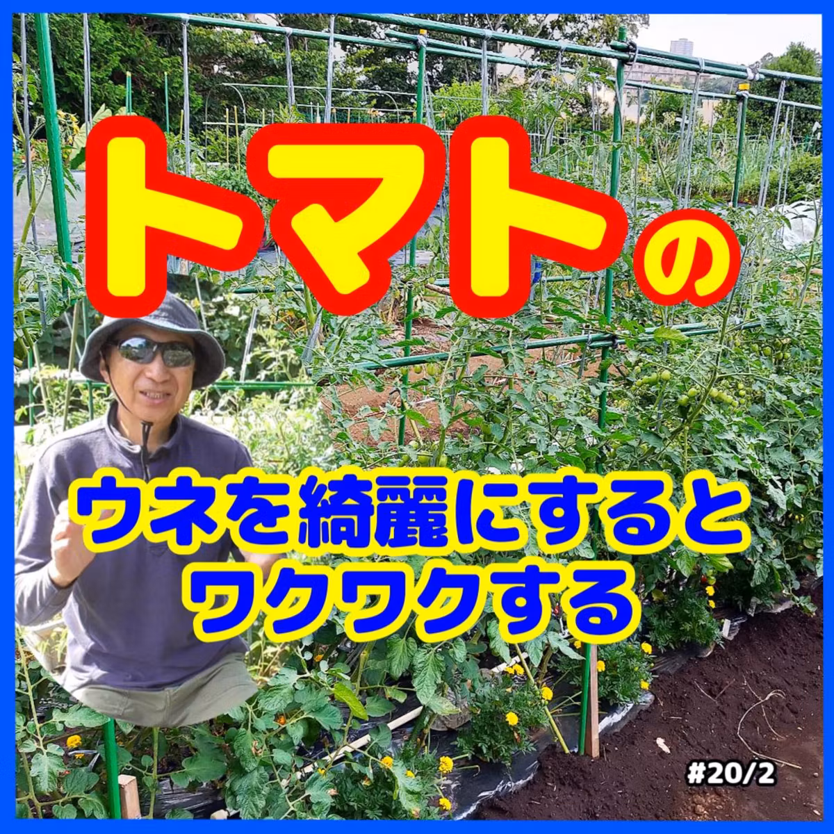 トマトのウネを綺麗にしておくべき理由#20｜ごいち 家庭菜園がおもしろい シーズン２｜Why You Should Keep Tomato Ribs Clean #podcast
