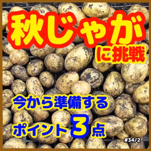 秋じゃがに挑戦、今から準備するポイント３点#34｜ごいち 家庭菜園がおもしろい シーズン２｜Challenge autumn potatoes, 3 points to prepare now #podcast