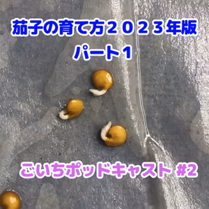 茄子の育て方・パート１２０２３年版｜家庭菜園がおもしろい シーズン１｜ごいちポッドキャスト#2