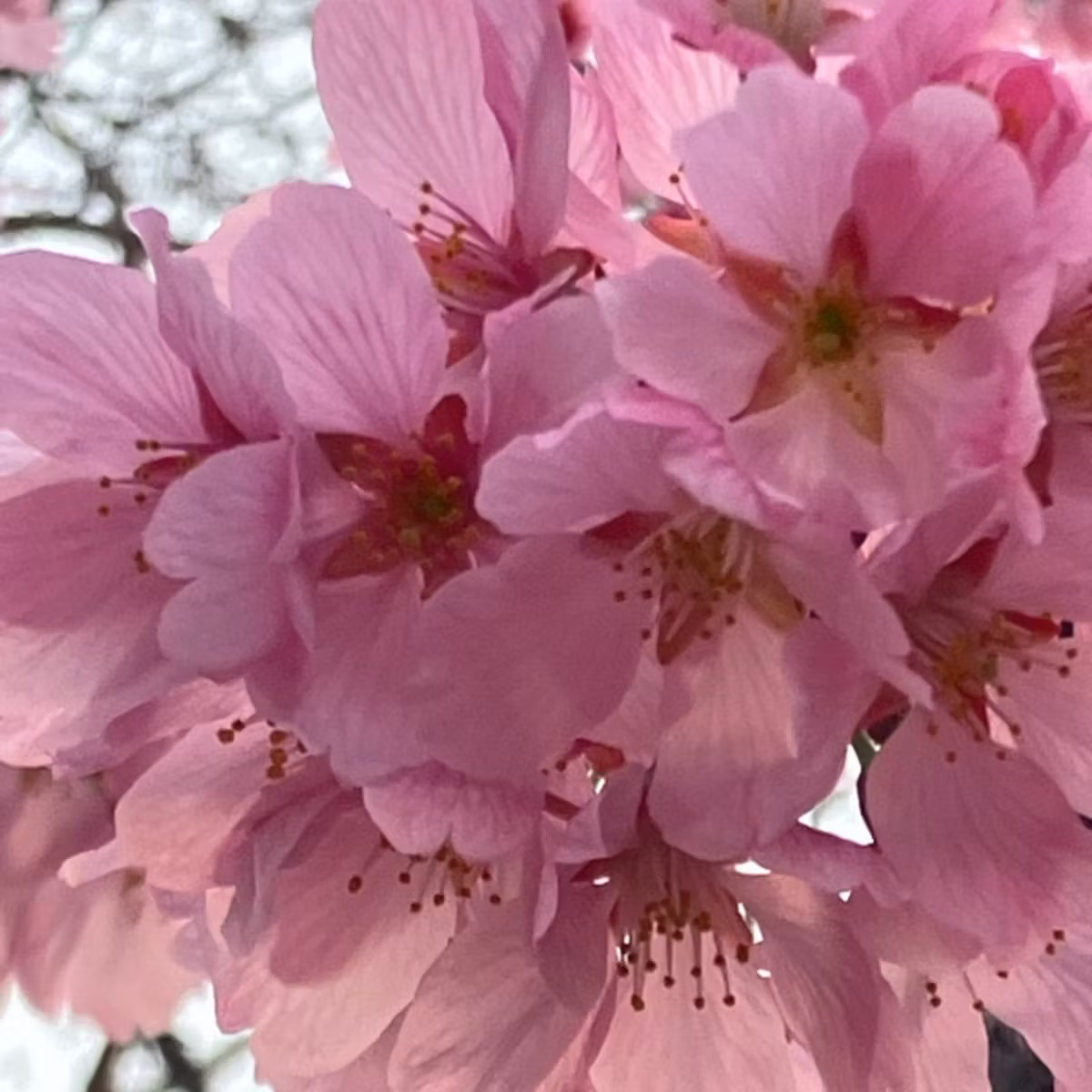 【朝さんぽ】母娘でさんぽ🚶‍♀️🚶🌸