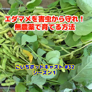 エダマメを害虫から守れ！無農薬で育てる方法#32｜家庭菜園がおもしろい シーズン１