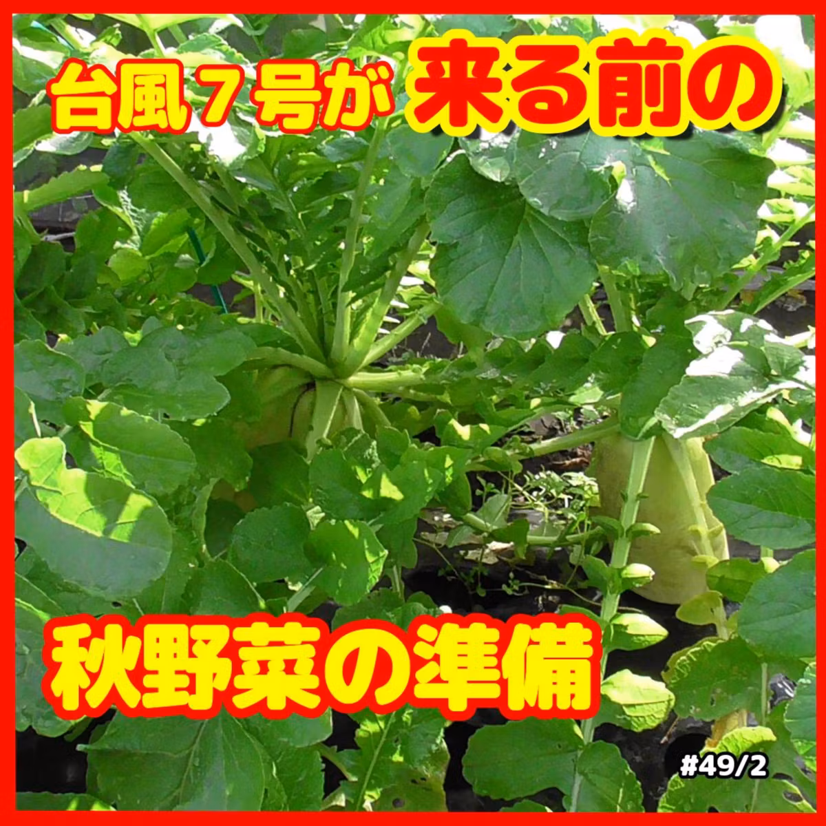 台風７号が来る前の秋野菜の準備 | ごいちポッドキャスト Goichi Podcast