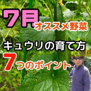 ７月に植え付けるキュウリの育て方７つのポイント#21｜ごいち 家庭菜園がおもしろい シーズン２｜7 points on how to grow cucumbers planted in July #podcast