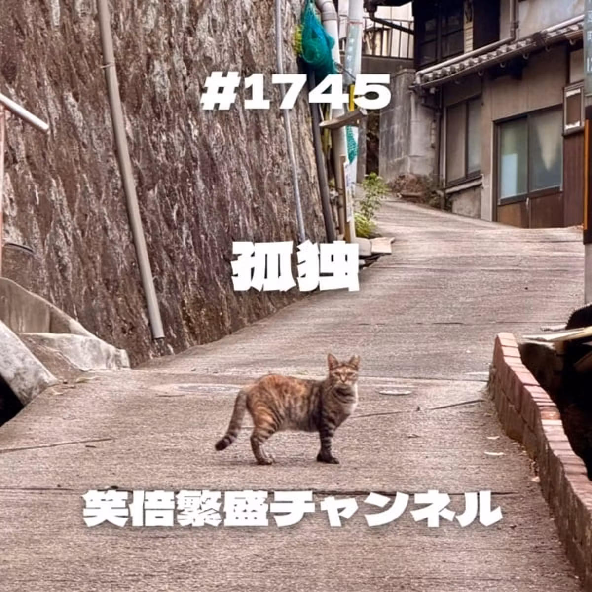 #1745孤独