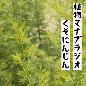 #31 くそにんじん