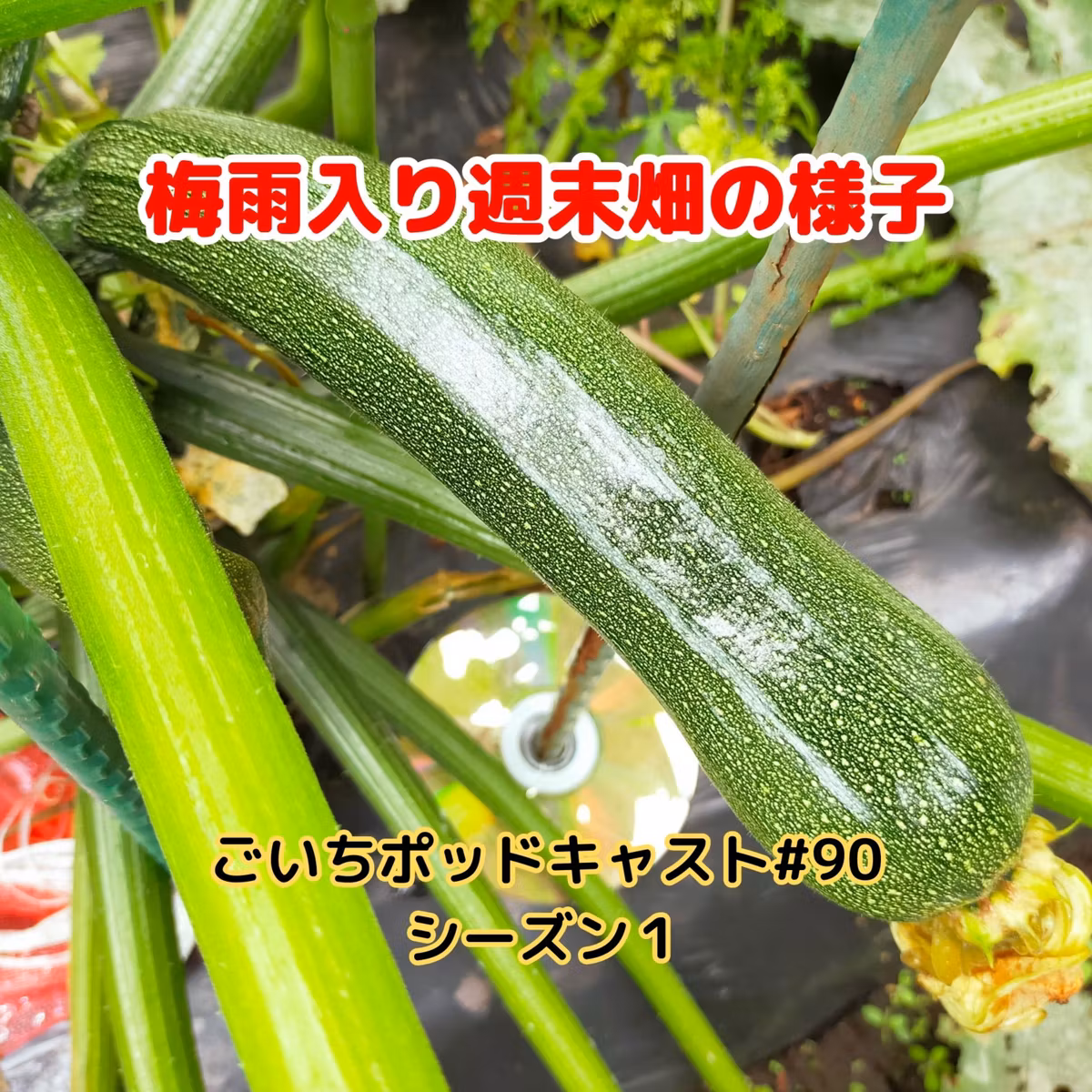 梅雨入り週末畑の様子#90 ｜ごいち 家庭菜園がおもしろい シーズン１｜State of the weekend field at the beginning of the rainy season #podcast