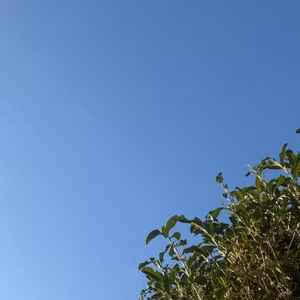 秋はどこに行ったのか🍂そよラジオ第451回2026/10/21