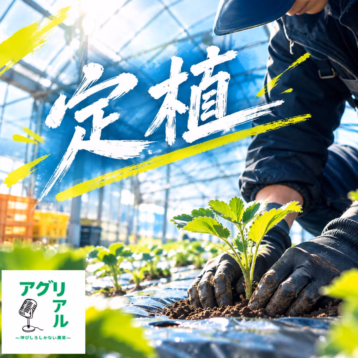 第84回　定植　そのポイントは？
