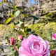 花盛り🌹✨️