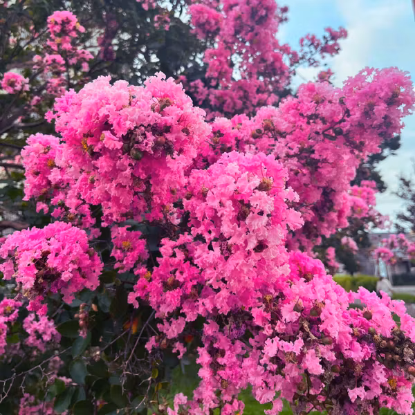 サルスベリの花とマクドナルド