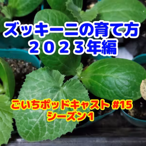 ズッキーニの育て方２０２３年編｜ごいちポッドキャスト#15｜家庭菜園がおもしろい シーズン１
