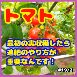 トマトの追肥は過剰気味で良い#19｜ごいち 家庭菜園がおもしろい シーズン２｜It's okay to over-fertilize tomatoes #podcast
