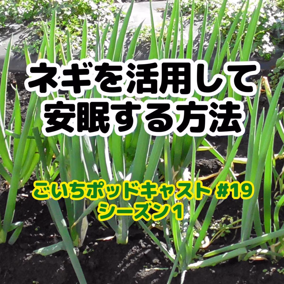 ネギを活用して安眠する方法｜ごいちポッドキャスト#19｜家庭菜園がおもしろい シーズン１