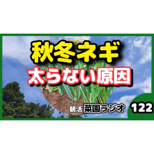 放置すると失敗する、秋冬ネギは今が分かれ道【朝活菜園ラジオ】