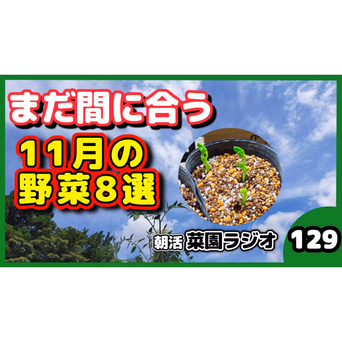 11月の家庭菜園、まだ間に合う｜育てやすい野菜8選【朝活菜園ラジオ】