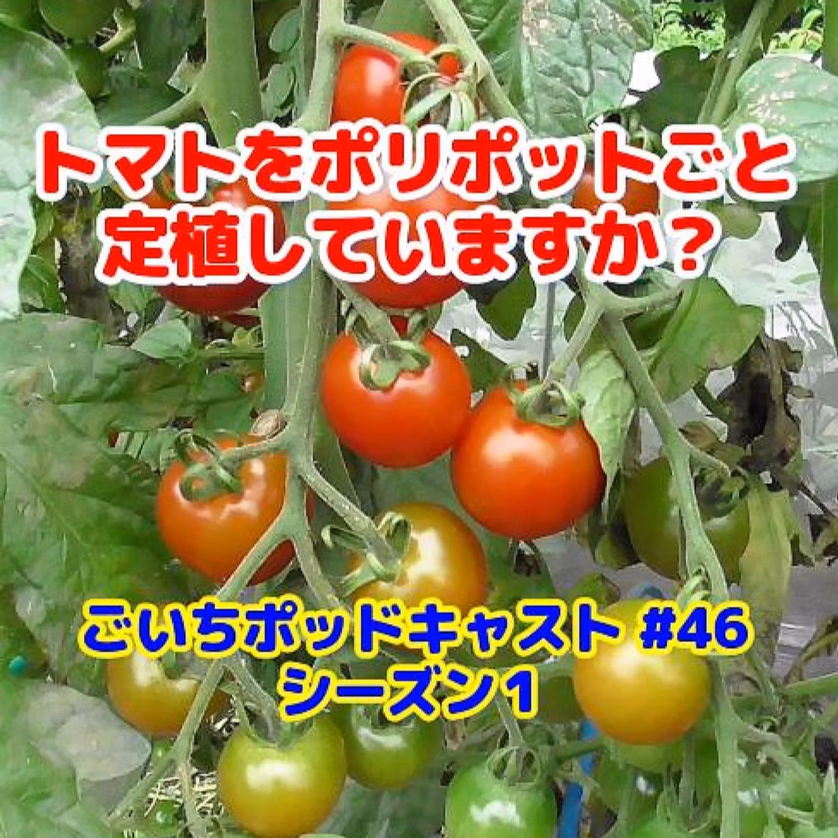 トマトをポリポットごと定植していますか？#46｜ごいち 家庭菜園がおもしろい シーズン１