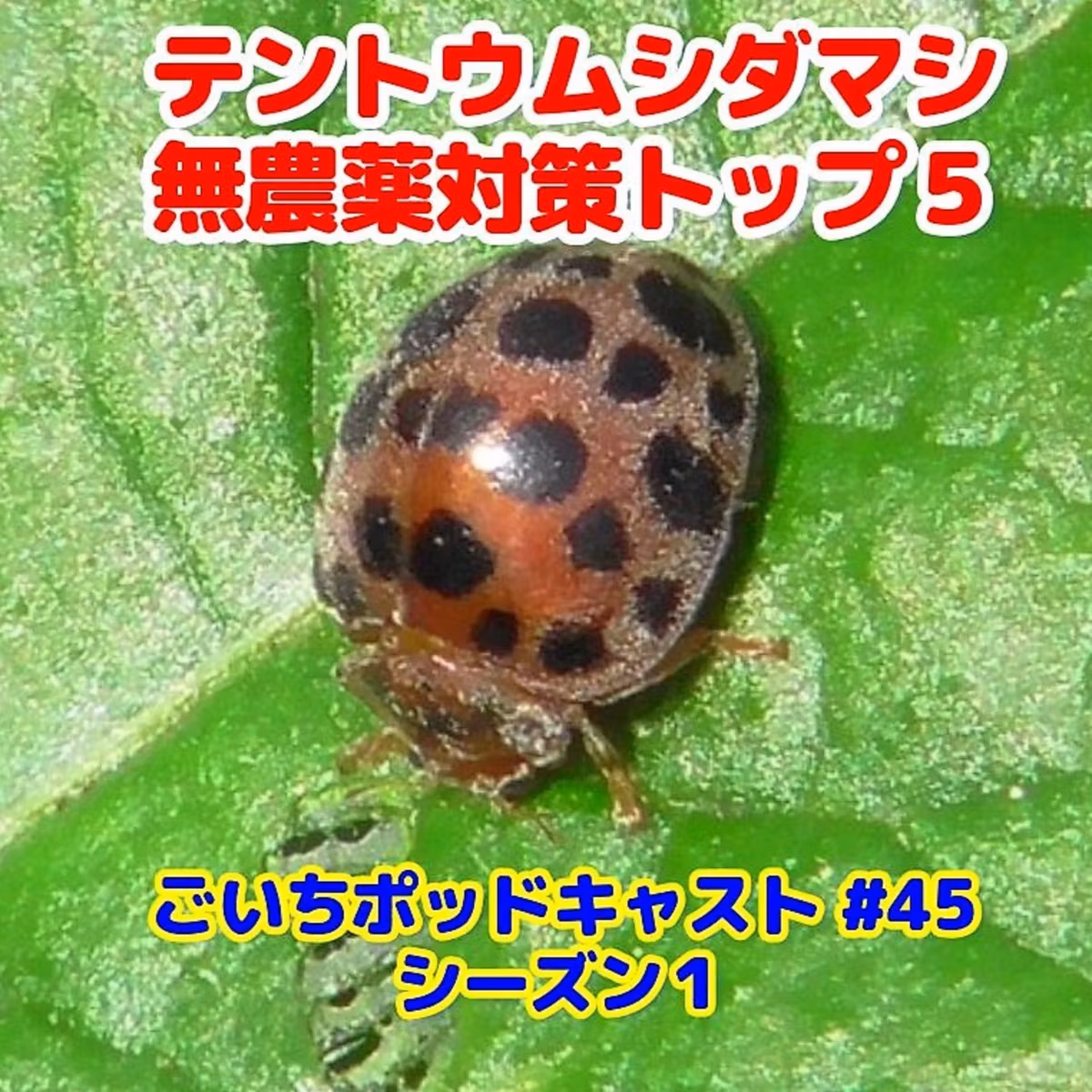テントウムシダマシ無農薬対策トップ５#45｜ごいち 家庭菜園がおもしろい シーズン１