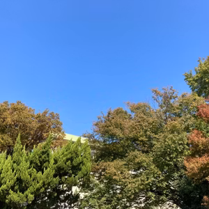 暮らし　『素直』について思うあれこれ