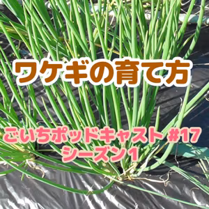 ワケギの育て方｜ごいちポッドキャスト#17｜家庭菜園がおもしろい シーズン１