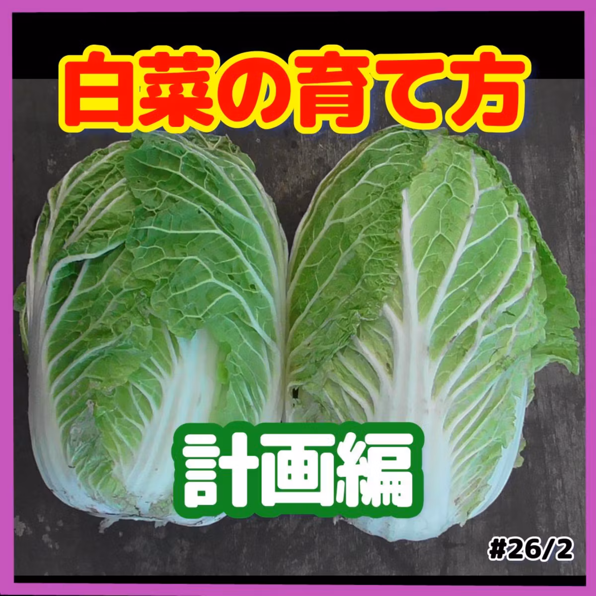 白菜の育て方・計画編#26｜ごいち 家庭菜園がおもしろい シーズン２｜How to grow Chinese cabbage and plan #podcast