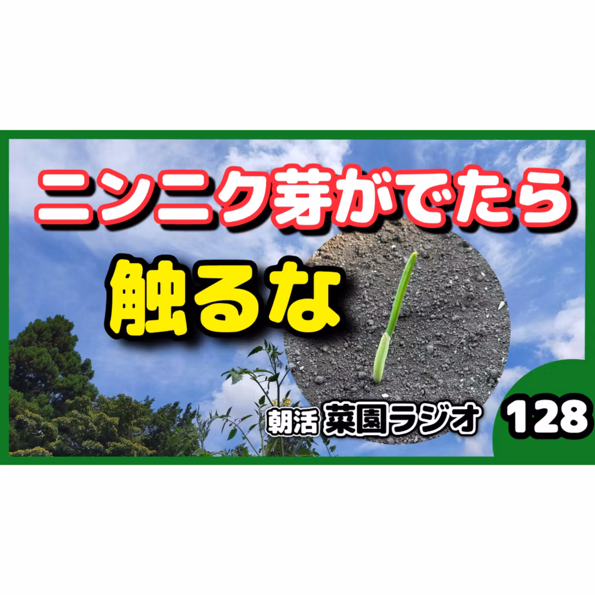 にんにく発芽したら次は何をする？【朝活菜園ラジオ】