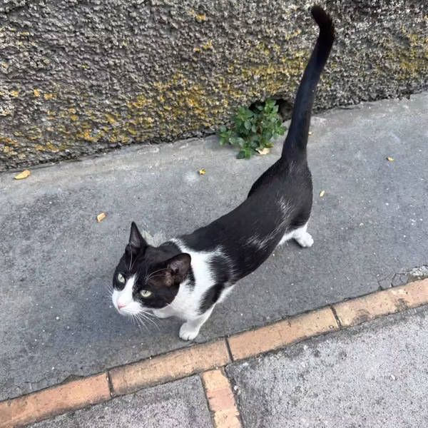 イタネコっす🐈🐈🐈
