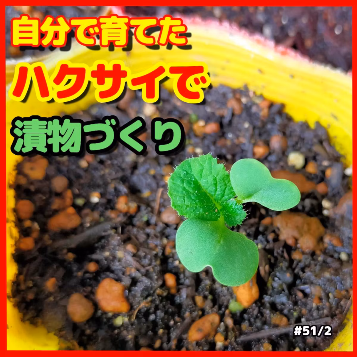 自分で育てたハクサイで漬物づくり | ごいちポッドキャスト Goichi Podcast