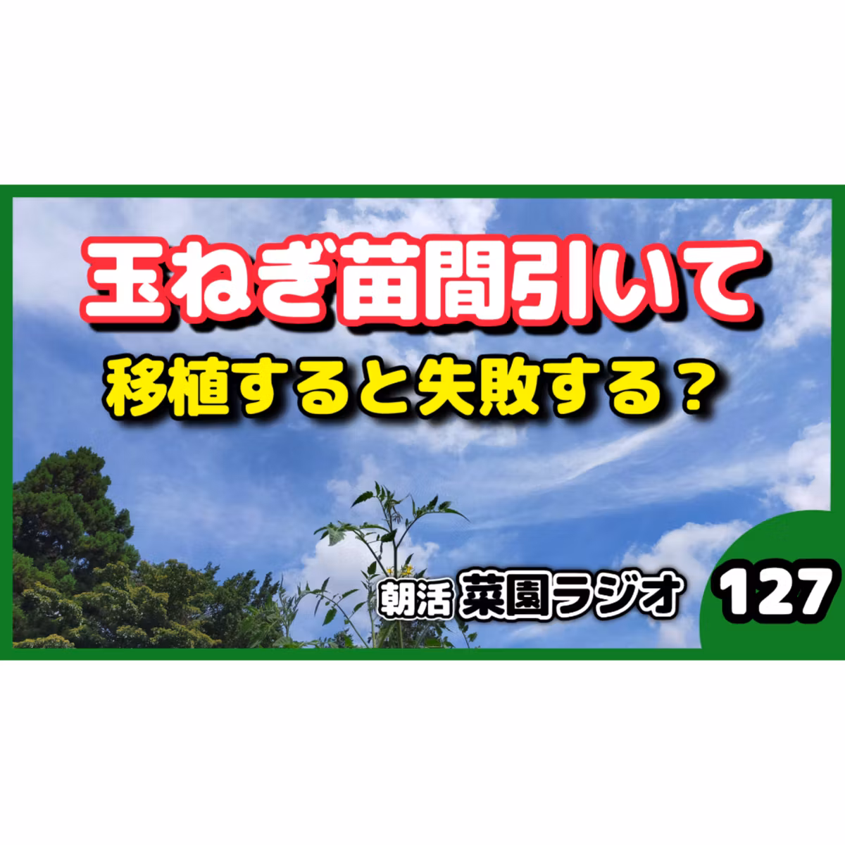プランター玉ねぎの間引き 迷った苗を移植して育ててみる【朝活菜園ラジオ】