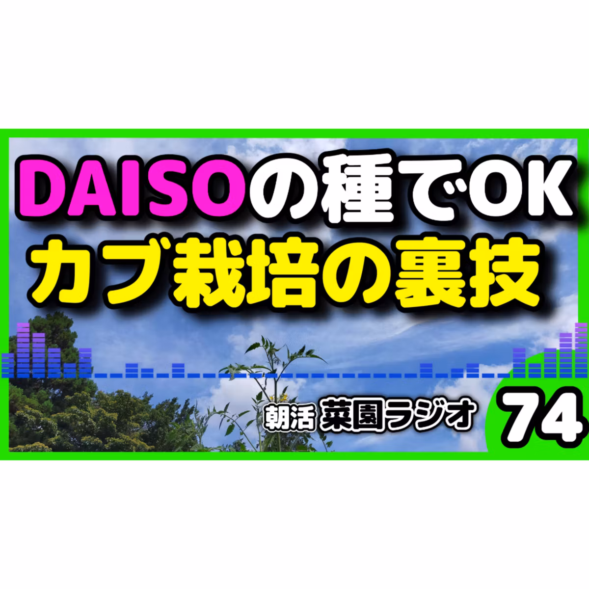 ＜カブ栽培＞間引き不要＆100均の種で大収穫 9月から始める「ずらし栽培」とおすすめ品種4選【朝活菜園ラジオ】