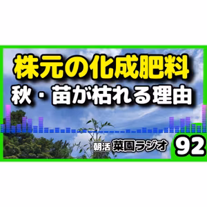 秋野菜は、株元に化成肥料を入れるな【朝活菜園ラジオ】