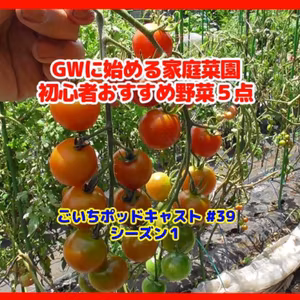 GWに始める家庭菜園の初心者おすすめ野菜５点#39｜家庭菜園がおもしろい シーズン１