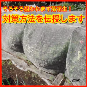 そろそろ狙われます落花生！対策方法を伝授します | ごいちポッドキャスト Goichi Podcast