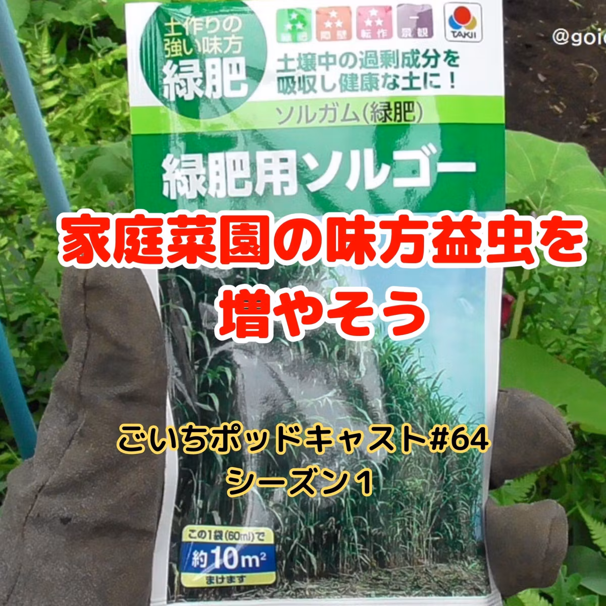 家庭菜園の味方益虫を増やそう#64｜ごいち 家庭菜園がおもしろい シーズン１｜Let's increase the friendly insects in the kitchen garden #podcast