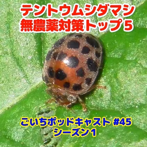 テントウムシダマシ無農薬対策トップ５#45｜ごいち 家庭菜園がおもしろい シーズン１