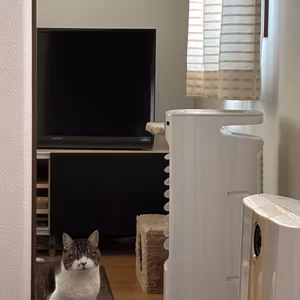 猫たちと暮らす絵描き🎨ソラの部屋🐱🐾 ライブ