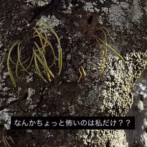 【質問】こわい葉っぱがありました、こわいんでしょうか？