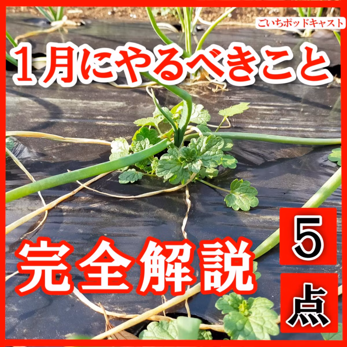 家庭菜園で１月にやるべきこと5点を完全解説＜家庭菜園＞ | ごいちポッドキャスト Goichi Podcast