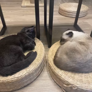 141/サバイバー、国連、猫カフェ