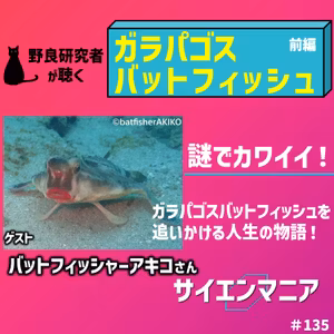 謎でカワイイ！ガラパゴスバットフィッシュを追いかける人生の物語！【ガラパゴスバットフィッシュ前編】 #135