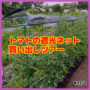 トマトの遮光ネット買い出しツアー#2５｜ごいち 家庭菜園がおもしろい シーズン２｜Tomato shading net shopping tour #podcast