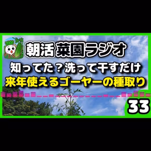 ＜ゴーヤー栽培＞ほったらかしでも育つゴーヤーの秘密となんちゃってシバ漬けレシピ【朝活菜園ラジオ】